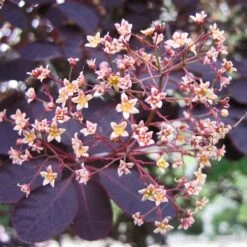 Best Flowering Shrubs 9 Best Flowering Shrubs -Garden Plants SHR0027 2 d6f87ef8 2186 41d6 9498 60287068a837
