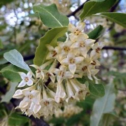 Best Small Evergreen Shrubs -Garden Plants SHR0031 1 563912e4 afe6 45ad ace2 809656f9993f