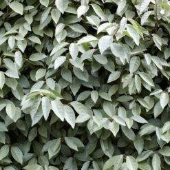 Best Flowering Evergreen Shrubs 8 Best Flowering Evergreen Shrubs -Garden Plants SHR0031 4 b593e192 c8d2 42f0 b956 7ce0bb5bd358