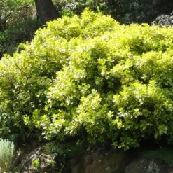 Euonymus 'Emerald 'n' Gold' -Garden Plants SHR0035 4