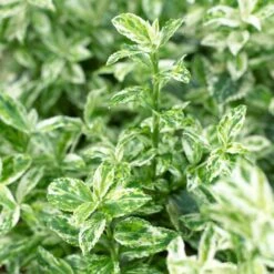 Euonymus 'Harlequin' -Garden Plants SHR0037 3