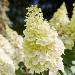 Best Shrubs For Shade -Garden Plants SHR0046 1 c3cb1a59 bc1f 4193 9c29 bb636158196c