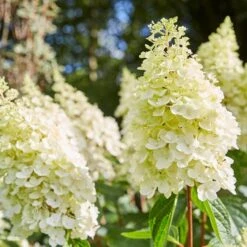 Best Shrubs For Borders -Garden Plants SHR0046 2 e4803070 0c1a 444f 8a01 dd0a7b9aff1c