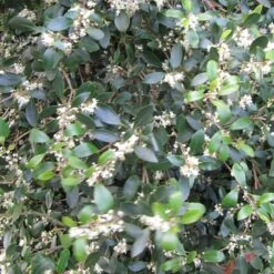 Best Evergreen Shrubs -Garden Plants SHR0048 5 3126379c 0e7f 4662 ae28 5e6b576c59bc