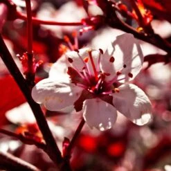Photinia 'Red Robin' 19 Photinia 'Red Robin' -Garden Plants SHR0054 1