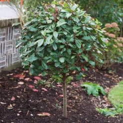 Photinia 'Red Robin' 14 Photinia 'Red Robin' -Garden Plants SHR0054 10