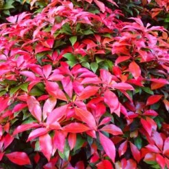 Best Evergreen Shrubs -Garden Plants SHR0054 3 b31f3e7f 4044 4fdd 945b 69db2d2f3f97