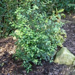 Best Small Evergreen Shrubs -Garden Plants SHR0058 1 e658f02d acb1 45cd b15c 5cc27c60092e