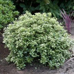 Best Shrubs For Borders -Garden Plants SHR0058 3 47341af6 845c 419d 9b76 6812597f7149