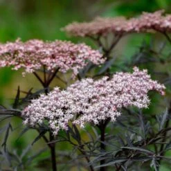Best Flowering Shrubs 10 Best Flowering Shrubs -Garden Plants SHR0061 1 033f2299 a90c 4b9f 901d 5f2b94d801e7