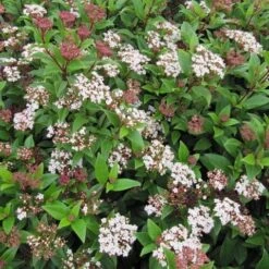 Best Fast Growing Shrubs -Garden Plants SHR0064 6 946fc09a 42cd 431c afad a8c0b1ec3ad8