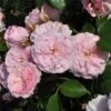 'My Beloved Mother' Shrub Rose -Garden Plants SHR0067 1