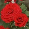 'Joyful Anniversary' Shrub Rose -Garden Plants SHR0068 1