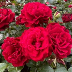 Shrub Rose Collection | Roses For The Border -Garden Plants SHR0070 1 eca00d9d b394 4ee5 a381 4f5d6f10092c