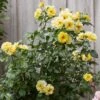 'Golden Showers' Climbing Rose -Garden Plants SHR0071 1