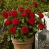 'Capricia Renaissance®' Shrub Rose -Garden Plants SHR0072 1