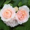 'Clair Renaissance®' Shrub Rose 2 'Clair Renaissance®' Shrub Rose -Garden Plants SHR0073 1