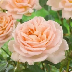 'Clair Renaissance®' Shrub Rose -Garden Plants SHR0073 2