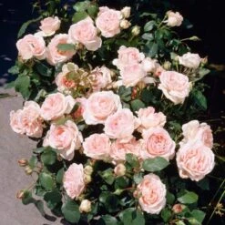 'Clair Renaissance®' Shrub Rose -Garden Plants SHR0073 3