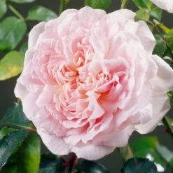 'Clair Renaissance®' Shrub Rose -Garden Plants SHR0073 4
