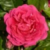 'Pasillo Courtyard®' Climbing Rose 2 'Pasillo Courtyard®' Climbing Rose -Garden Plants SHR0081 1