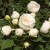 'Lenka Frayla®' Shrub Rose -Garden Plants SHR0085 1