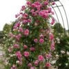 'Parade' Climbing Rose -Garden Plants SHR0091 1