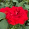 'Jewel In The Crown®' Shrub Rose -Garden Plants SHR0095 1
