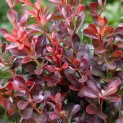 Best Mixed Coastal Hedging | Growers' Choice 15 Best Mixed Coastal Hedging | Growers' Choice -Garden Plants SHR0167 1 577cfd77 1828 48c9 89b4 bedca3f28d90