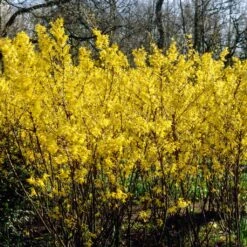 Golden Bells | Forsythia Intermedia 'Spectabilis'