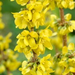 Best Mixed Coastal Hedging | Growers' Choice 13 Best Mixed Coastal Hedging | Growers' Choice -Garden Plants SHR0170 2 fde99b14 469a 4421 bfc4 bb3b9d44308d