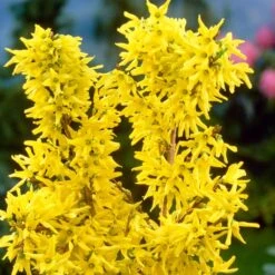 Golden Bells | Forsythia Intermedia 'Spectabilis' -Garden Plants SHR0170 3