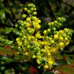 Early Spring Flowering Shrub Collection -Garden Plants SHR0172 2 33e95ec0 1a87 4671 bc6f e89d6314b114
