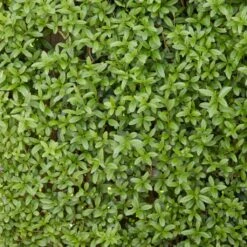 Fast Growing Evergreen Hedging Wildlife Mix | Growers' Choice -Garden Plants SHR0225 2 0a078499 cb87 471e b521 23b157f3fe2e