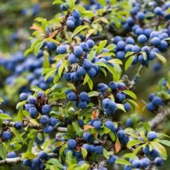 Best Mixed Native Wildlife Hedging | Growers' Choice -Garden Plants SHR0240 1 5843703b 3b06 40dc 988f 0dd4fbaec567