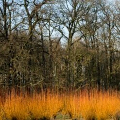 Fast Growing Evergreen Hedging Wildlife Mix | Growers' Choice -Garden Plants SHR0252 3 fe5f10e4 3c5c 440f 876c 3892ceb5ff5e