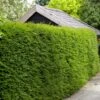 Best Evergreen Hedging Plants | Growers' Choice -Garden Plants SHR0261 5 66a7e991 a176 4e40 b9bd b89654263a68