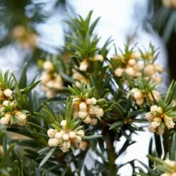 Common Yew | Taxus Baccata -Garden Plants SHR0261 6