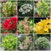 Best Small Evergreen Shrubs -Garden Plants SHRCOL1 1