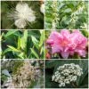 Best Flowering Evergreen Shrubs -Garden Plants SHRCOL10 1
