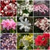 Best Flowering Shrubs -Garden Plants SHRCOL13 1