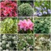 Best Evergreen Shrubs -Garden Plants SHRCOL16 1