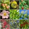 Best Mixed Native Wildlife Hedging | Growers' Choice -Garden Plants SHRCOL23 1 9c69c28b 7f21 4839 930b b5df15d01485