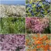 Best Mixed Coastal Hedging | Growers' Choice -Garden Plants SHRCOL30 1