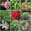 Best Shrubs For Shade -Garden Plants SHRCOL7 1