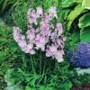 Sidalcea 'Elsie Heugh' -Garden Plants SIDA T64628 A h