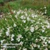 Silene Uniflora 'Robin White Breast' -Garden Plants SILE ROBINWHIT L52480