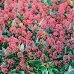Skimmia Japonica 'Rubella' -Garden Plants SKIM T57538 A h