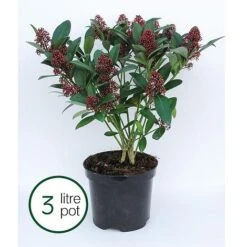 Skimmia Japonica 'Rubella' -Garden Plants SKIM T57538 B h