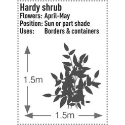 Skimmia Japonica 'Rubella' -Garden Plants SKIM T57538 C h